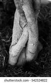 Small Rooted Tree Trunk Close Up in Black and White