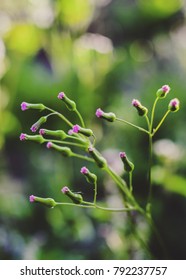 Small roses in focus