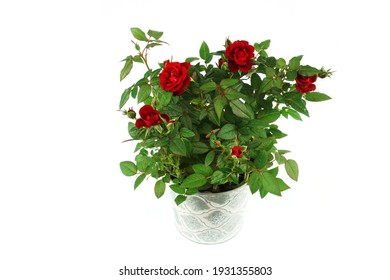 201,629 Small roses Images, Stock Photos & Vectors | Shutterstock