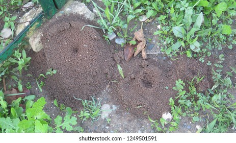 Small Round Ant Excavation Mounds Centre Stock Photo 1249501591 ...