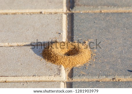 Small round anthill on the footpath