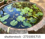 A small, round stone container forms a mini pond, filled with water and numerous tiny green lily pads, catching sunlight and gentle reflections.