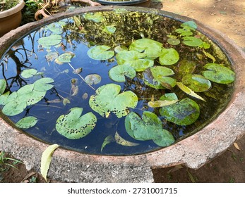 A small, round stone container forms a mini pond, filled with water and numerous tiny green lily pads, catching sunlight and gentle reflections.