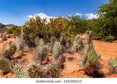 Small, Rounded Cactus With Many Thorns In The Red Desert Earth Of Northern Argentina.