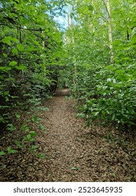 A small route in the forest