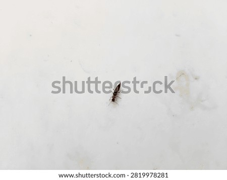 Small rove beetle with black and orange body on white tile floor. Paederus fuscipes, also called tomcat beetle. Staphylinidae family macro. 4K.
Top view of tiny Paederus rove beetle with orange thorax and black head and abdomen tip on white surface. Also known as tomcat beetle. Entomology, medical, and insect pest concept. 4K.