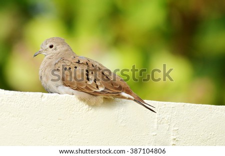Small Ruddy Ground Dove taking a rest on a house concrete fence top