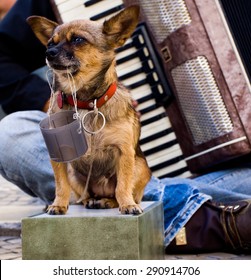 A Small Sad Dog Collecting Money For A Street Musician