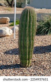 Small saguaro cactus with visible spikes and green texture or exterior with gravel floor in a suburban setting in neighborhood. Background rocks and road in Arizona and sonora desert. - Shutterstock ID 2254937651