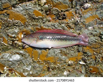 Small saltwater fish, Multicolorfin rainbowfish (Wrasse, Kyusen, Parajulis poecilepterus), fish photograph taken on a rocky backgorund.