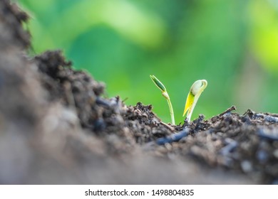 167 Mung bean seedlings soil Images, Stock Photos & Vectors | Shutterstock