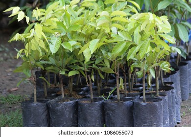 Small Sapling Tree Garden Prepare Seedlings Stock Photo 1086055073 ...