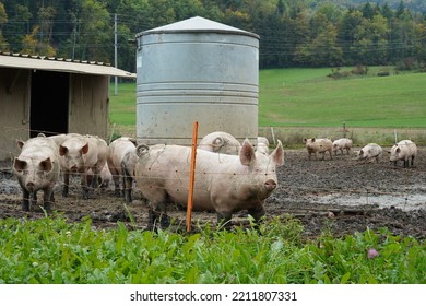 Small Scale Pig Farm With Adult Animals Kept Free. There Is A Tank With Water Supply And A Shed As A Shelter For The Pigs. The Ground Is Muddy With Puddles. Around There Is An Electric Shepard Fence. 