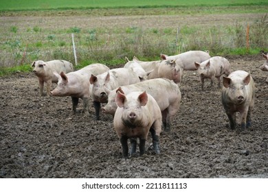 Small Scale Pig Farm With Adult Animals Kept Free. The Animal Are Running Freely Enjoying The Outdoor  The Ground Is Muddy With Puddles. Around There Is An Electric Shepard Fence. 