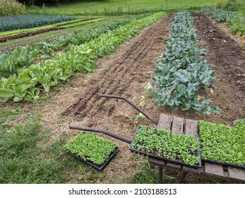 Small Scale Vegetable Market Garden Farm, 75cm Beds, Corn Salad Planting