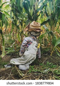 Small Scarecrow In The Corn Maze 