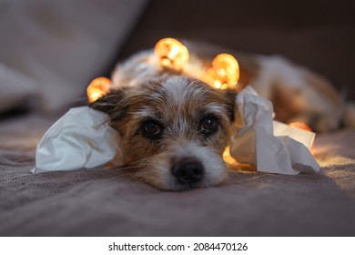 Small Scared Dog With Handkerchiefs In Ears Is Lying On A Sofa. New Year's Eve, New Years Day, Close-up. 