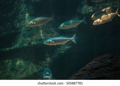 Small School Of Shad / Bluefish / Tailor Swimming Near A Rocky Ledge In The Ocean