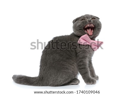 small scotish fold cat wearing pink bowtie and meowning, sitting isolated on white background