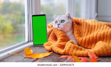 A small Scottish kitten is looking at a phone with a green screen. Advertising products for cats and kittens. Chroma Key. The cat lies near the window in a knitted orange sweater. Autumn concept. - Powered by Shutterstock