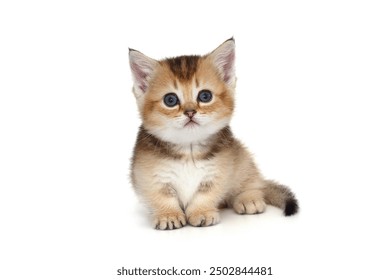 Small Scottish kitten with short legs. Isolated on a white background - Powered by Shutterstock