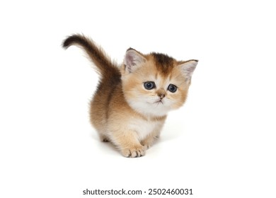 Small Scottish kitten walks forward on short legs. Isolated on a white background - Powered by Shutterstock