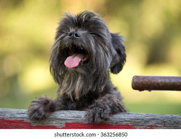 Small Scruffy Dog Laughing