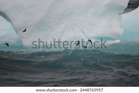 small sea bird known as a Wilson's Storm Petrel skim over choppy seas near an iceberg