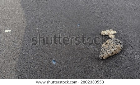 Small sea corals and shells on a grey sand beach texture