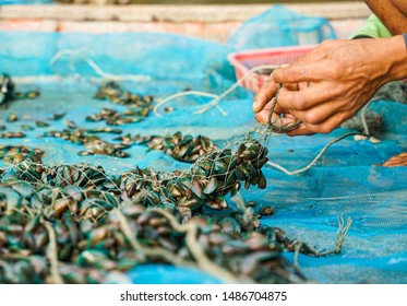 small sea mussels in the hands of local fisherman before mussel farm, Chumphon Thailand