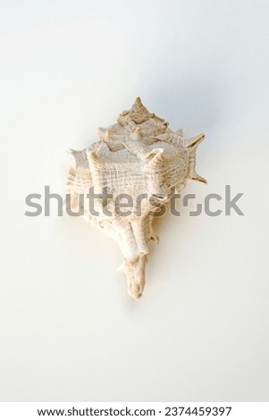 Small sea shells, on a white background. Summer and vacation design elements, top view, flat lay.
