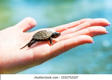 585 Turtle nails Images, Stock Photos & Vectors | Shutterstock