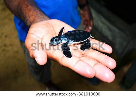 Small Sea Turtle On Hand At Kosgoda Sea Turtle Conservation Project In Kosgoda, Sri Lanka. Kosgoda Lagoon Is Perfect Place For Watching Turtles And Turtle Hatcheries