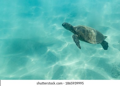 Small sea turtle swims up from the ocean floor in Hawaii