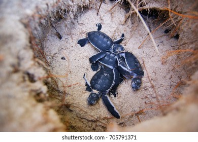 Small sea turtles dig out of a nest on a protected island in Indonesia.