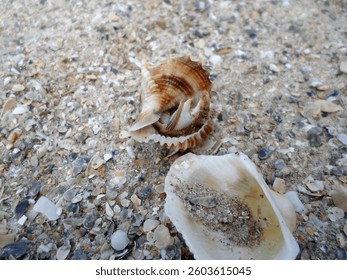 A Small Seashell and a Broken Shell on a Sandy Beach with Tiny Pebbles Scattered Around