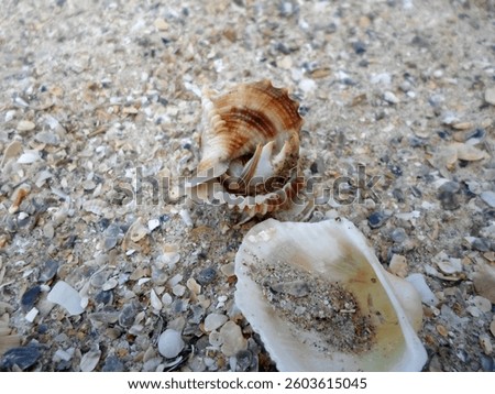 A Small Seashell and a Broken Shell on a Sandy Beach with Tiny Pebbles Scattered Around