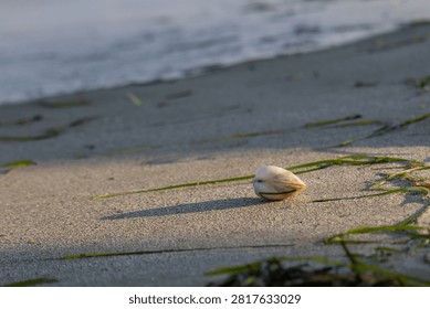Small seashell casting long shadow on sandy beach at sunset