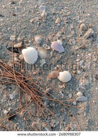 Small Seashell on Beach Sand – Top View Minimalist Nature. Perfect for concepts of summer, beach vacation, relaxation, coastal environment, and marine life detail.