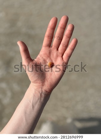 Small seashell resting in open human palm at the beach