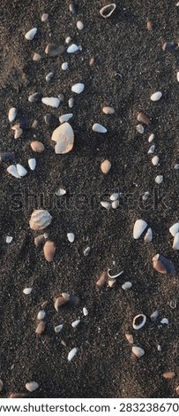 Small seashells and broken shell fragments scattered on dark volcanic beach sand