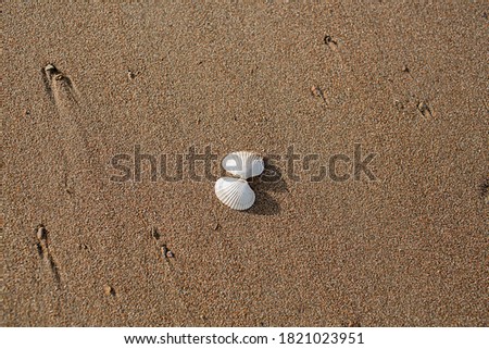 small seashells on the beach, shells and stones