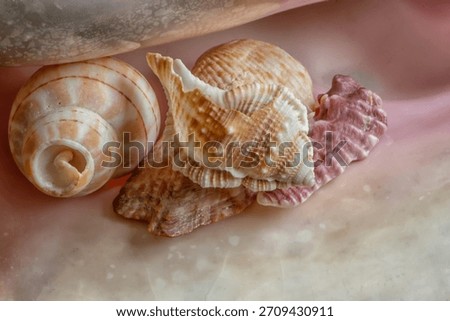 Small Seashells on a Conch