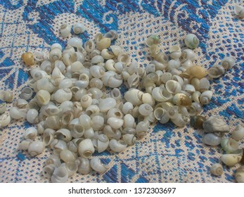           small seashells on a pattern white a blue blanket