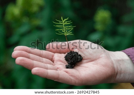 From Small Seed to Giant Tree, Sequoia Seedling in Human Hand Symbolizing Hope, Potential and Growth