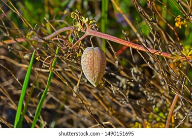 Cape Pod Images Stock Photos Vectors Shutterstock