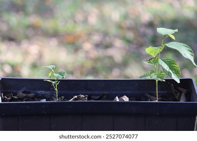 Small seedling of an annona cherimola cherimoya plant growing in a small planter in the fall  - Powered by Shutterstock