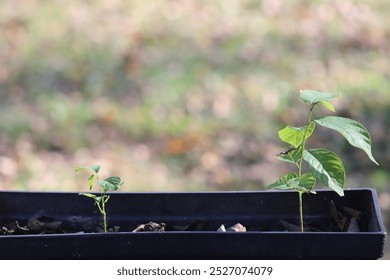 Small seedling of an annona cherimola cherimoya plant growing in a small planter in the fall  - Powered by Shutterstock