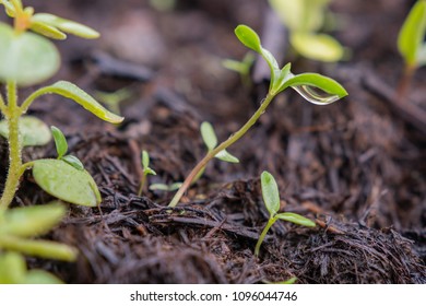 small seedling in garden in earth