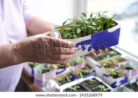 A small seedling of green sweet pepper grown in a cardboard box from under dairy products is held by female Hands of an elderly European. Urban organic gardening. 